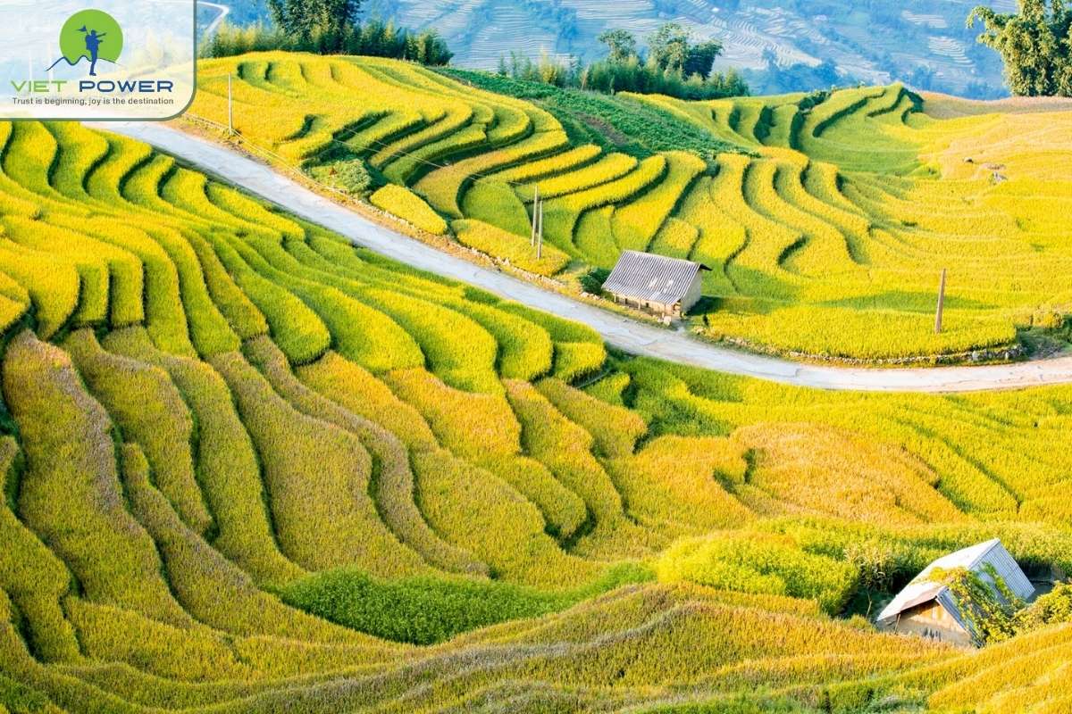 (6) Sapa new