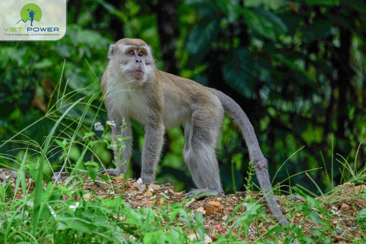 Animals in U Minh Forest (2)