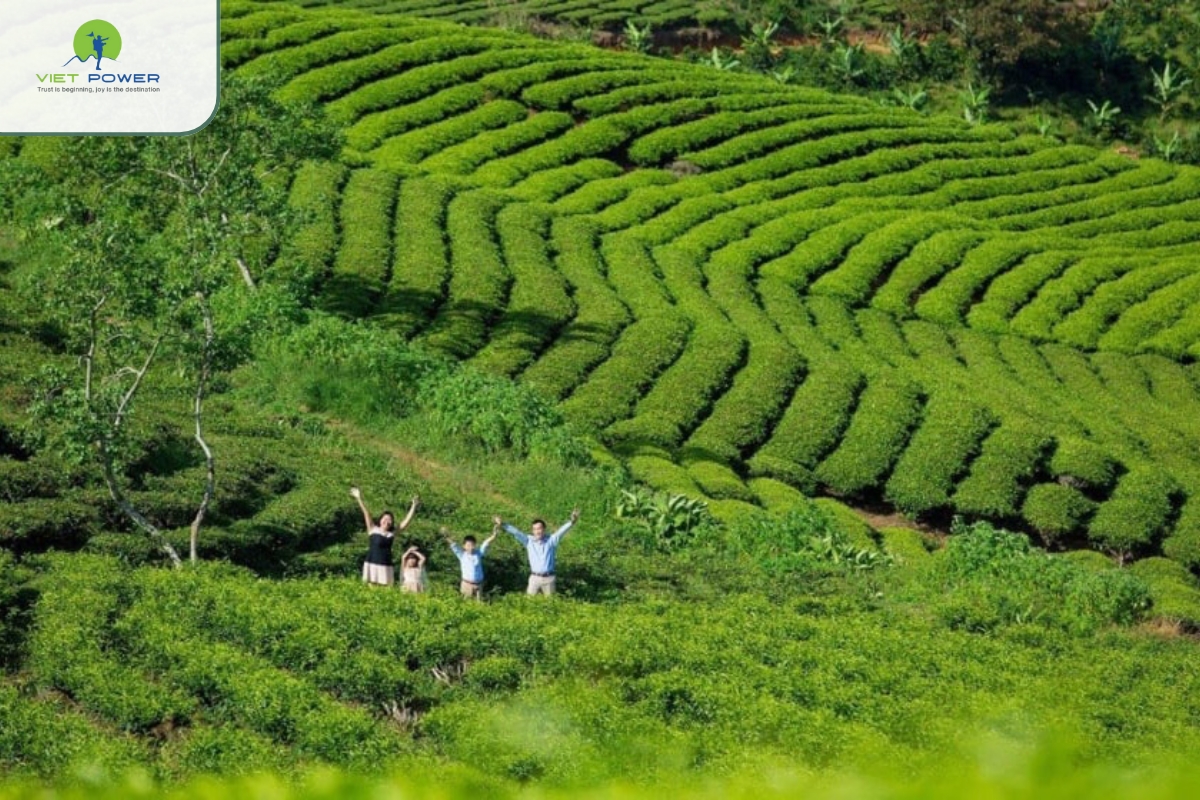 Cau Dat Tea Hill