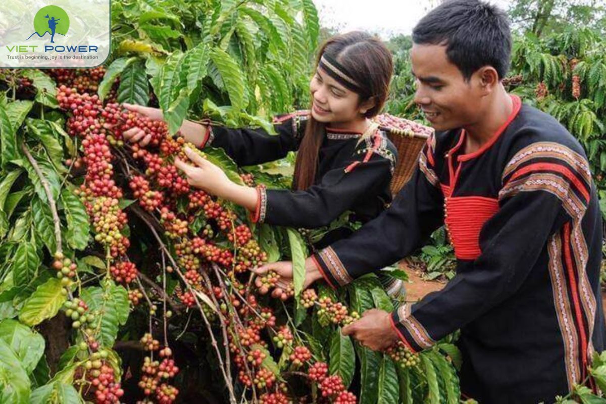 Coffee culture in the Central Highlands
