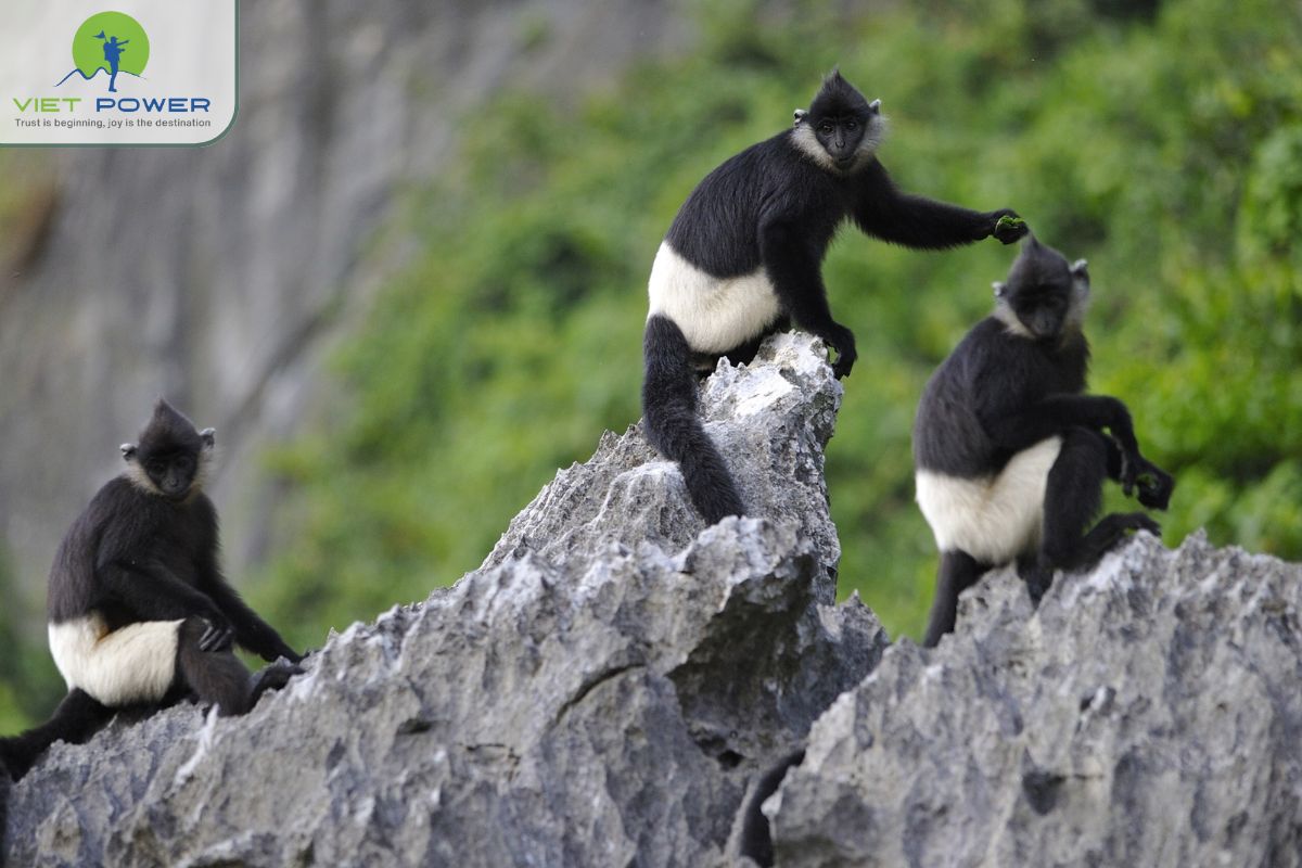 Delacour’s Langur