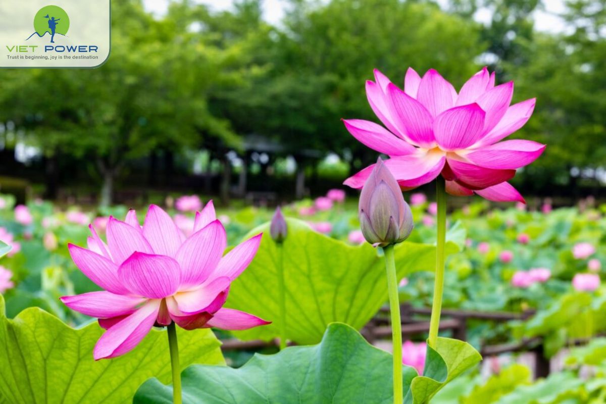 Lotus Symbol