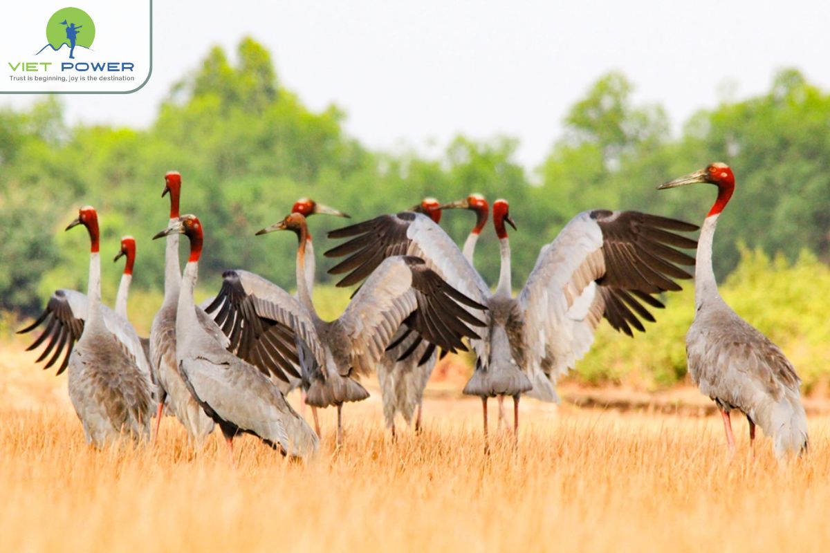 Red-Crowned Crane