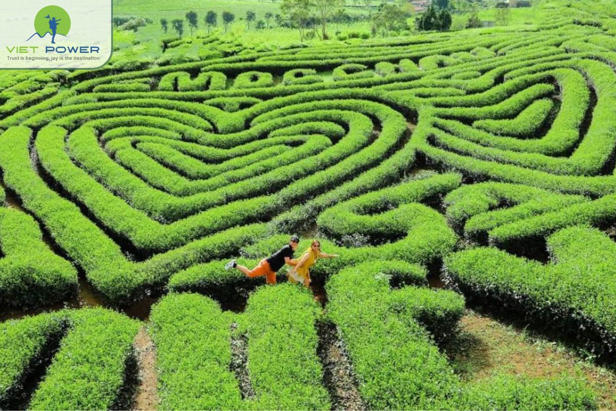 Tea Culture in Moc Chau Tea Farming Is a Way of Life