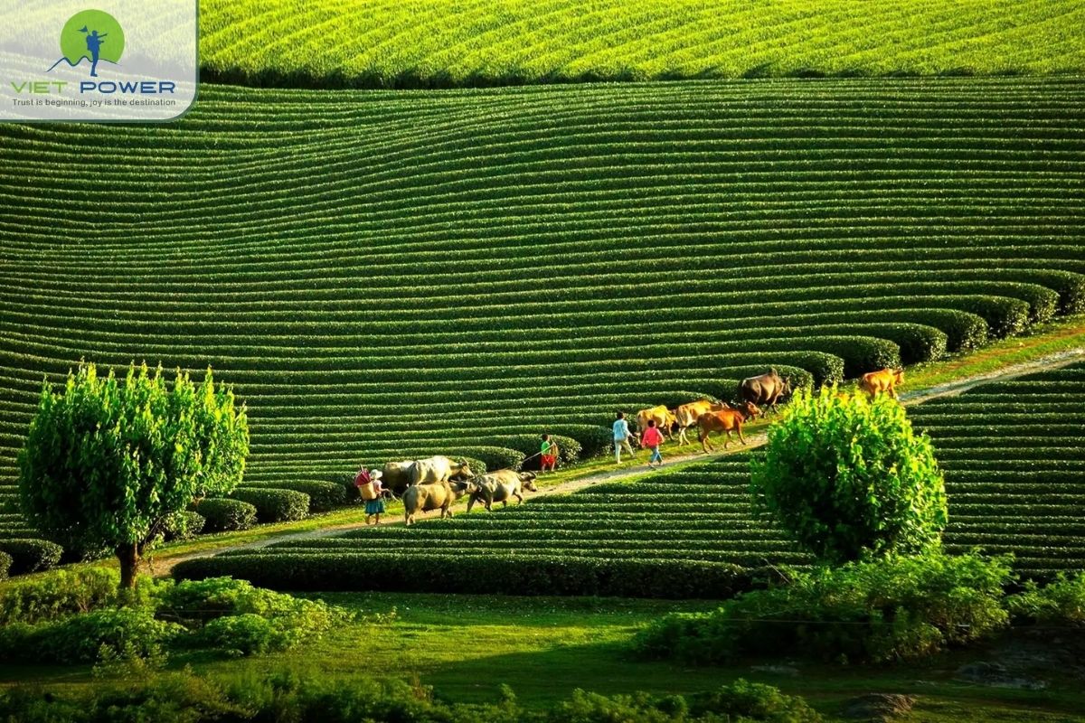 Tea harvesting and green scenery