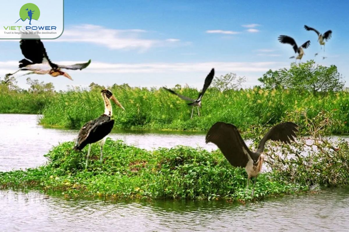 U Minh A Paradise for Rare Animals