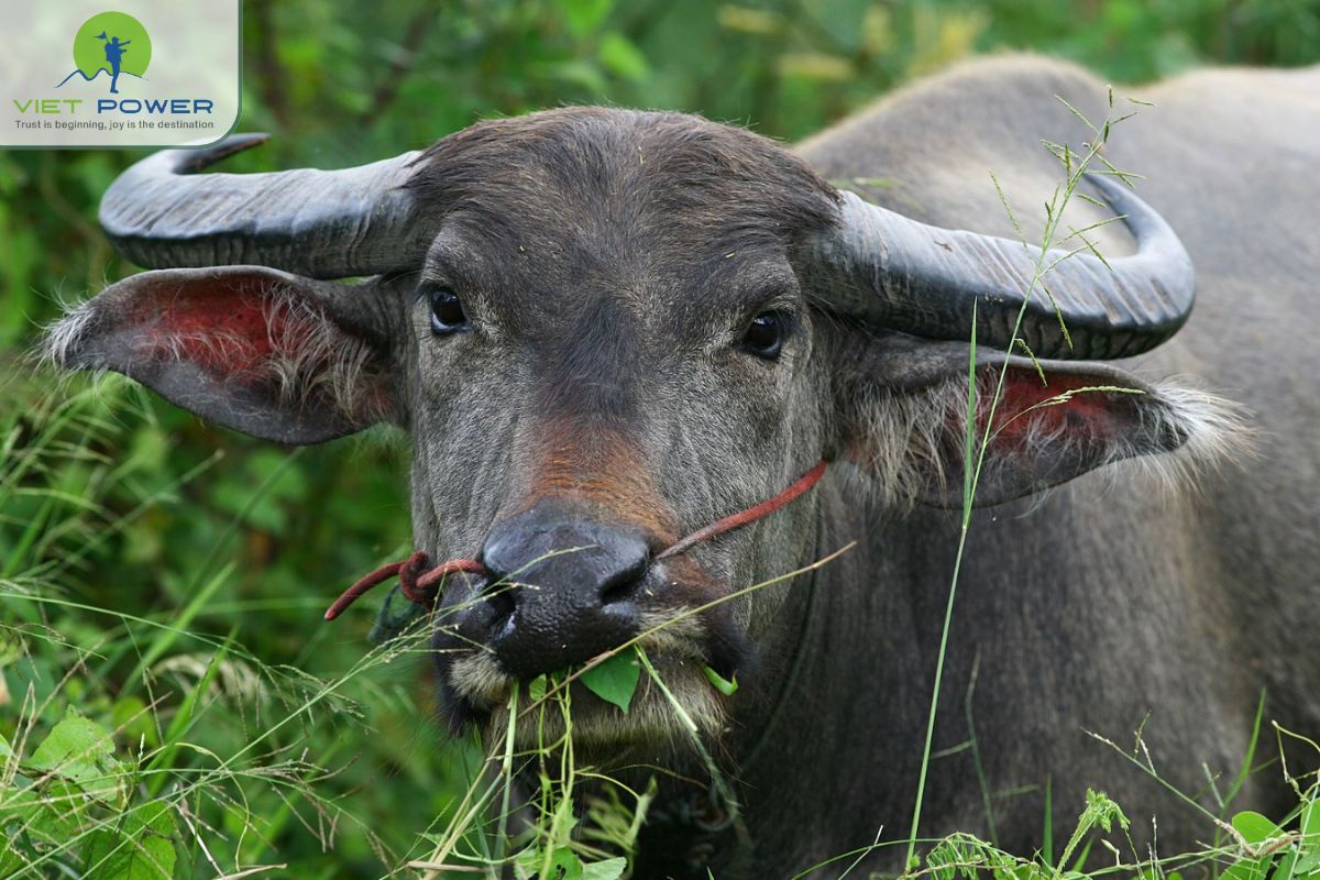 Vietnamese Zodiac (4)