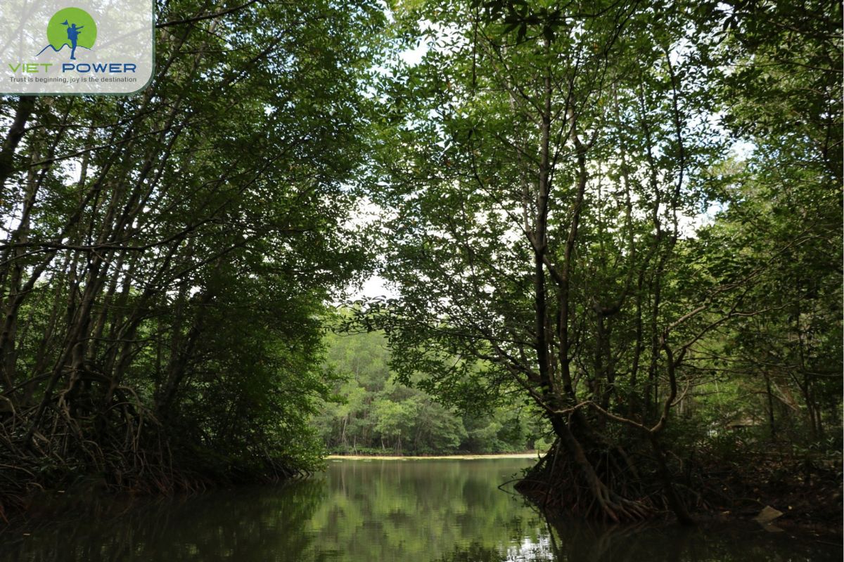 What is the best time to visit Vam Sat Mangrove Forest