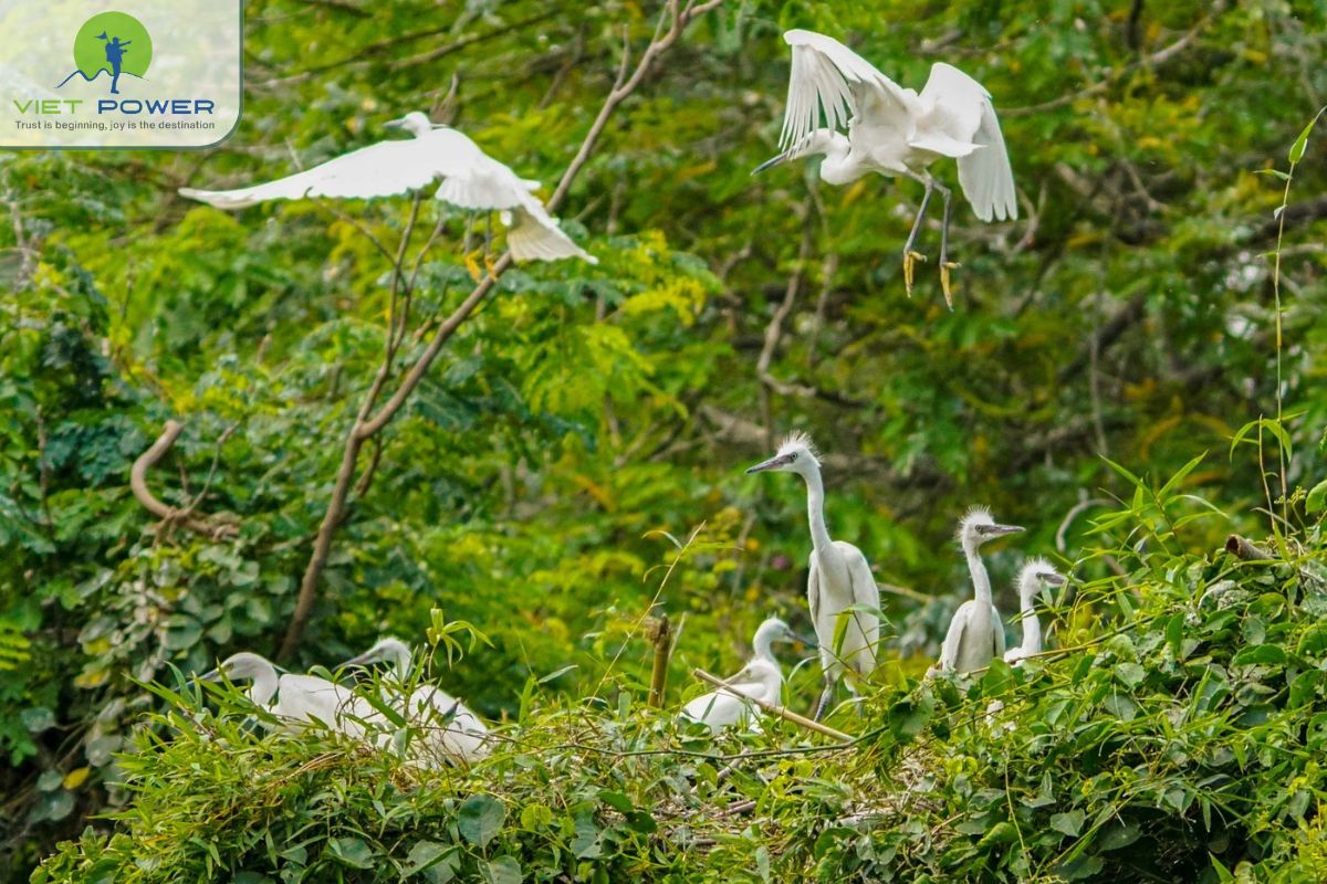 Why go to U Minh Thuong