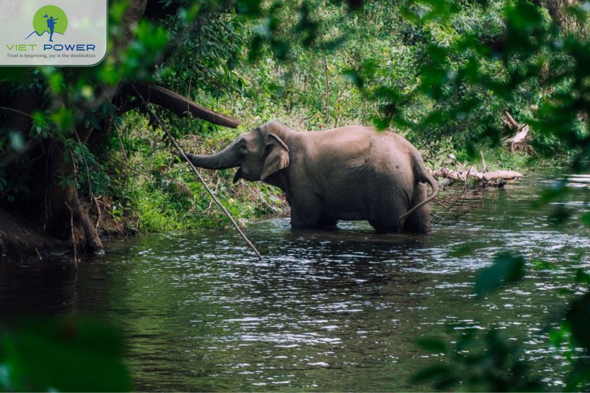 Yok Don National Park