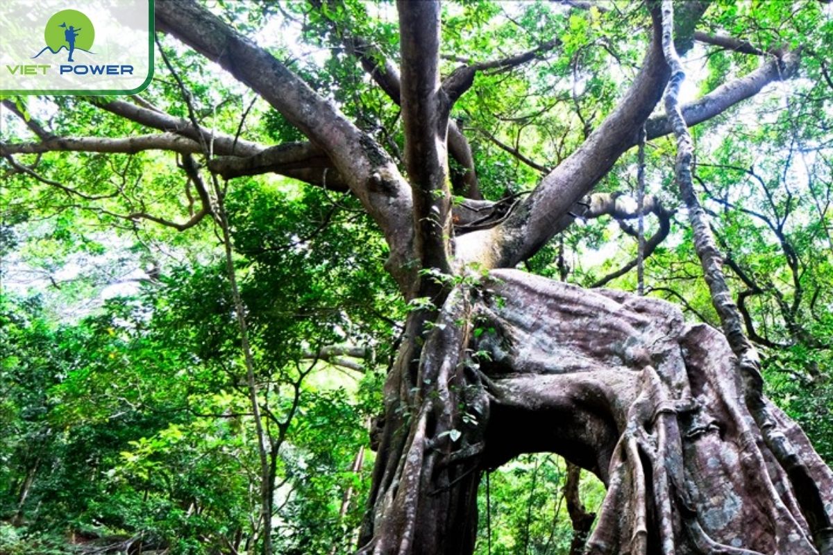 Deer-Shaped Canopy