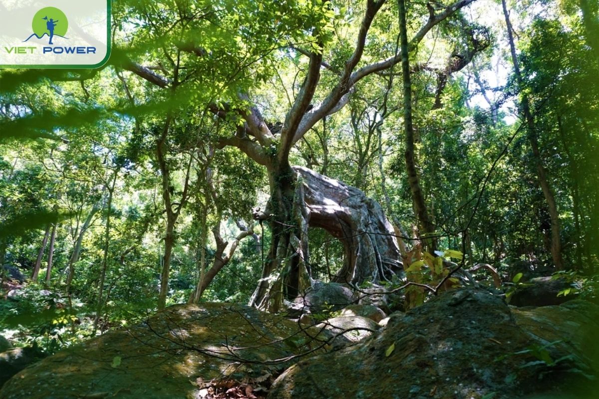 Deer Banyan Tree