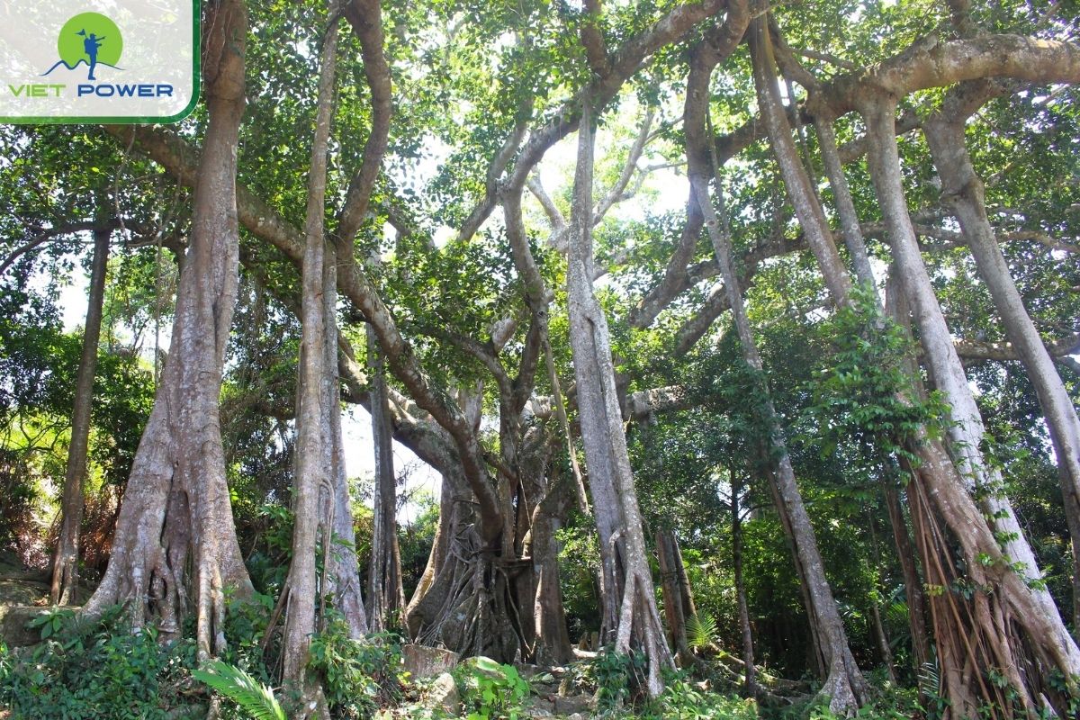 Banyan Tree Danang