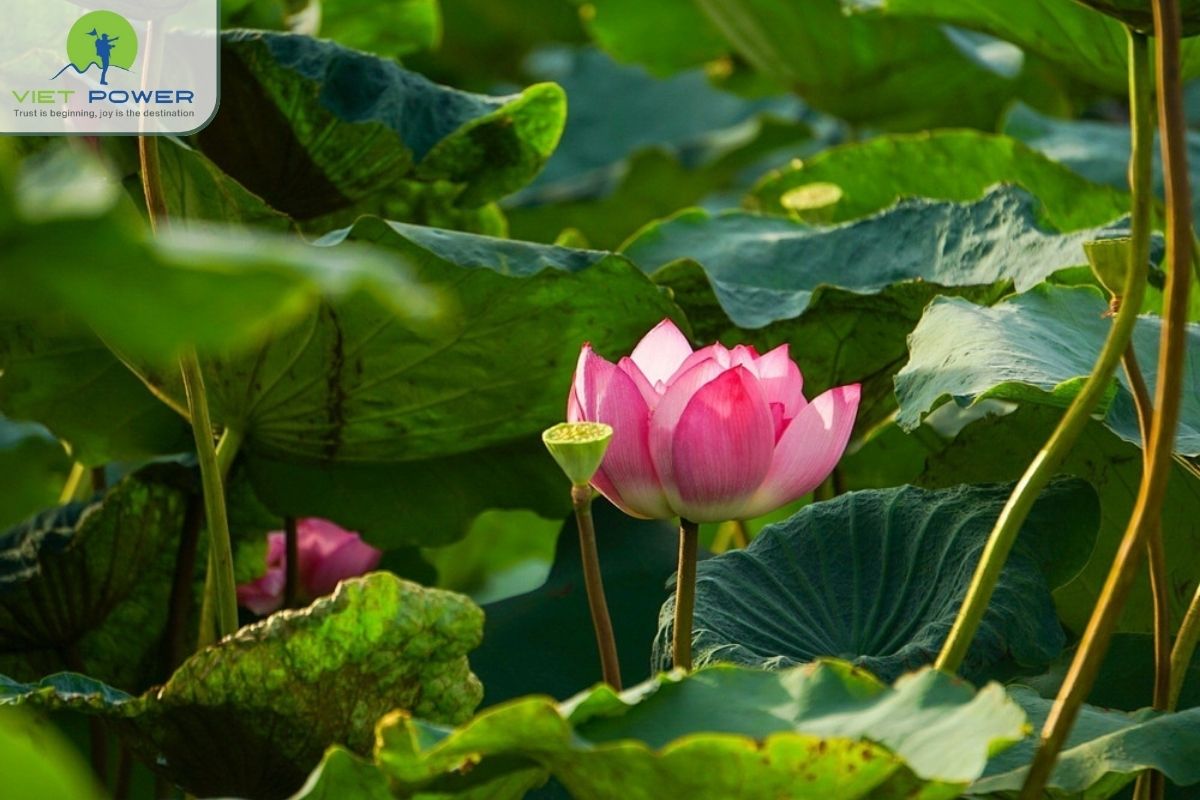 july-weather-in-hanoi (3)