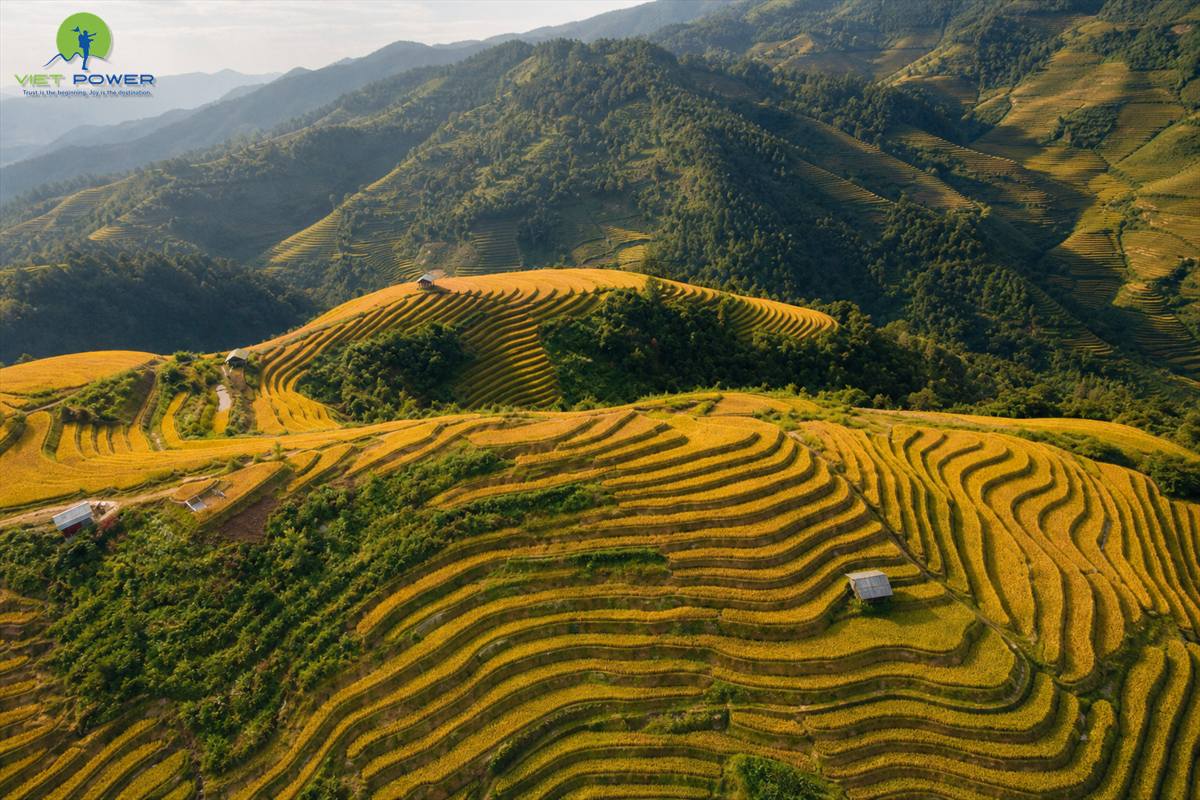 Golden rice terraces at Mam Xoi Hill in La Pan Tan, Mu Cang Chai during the September harvest