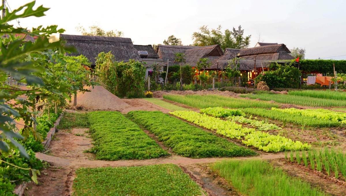 Cycling tour around Hoi An countryside