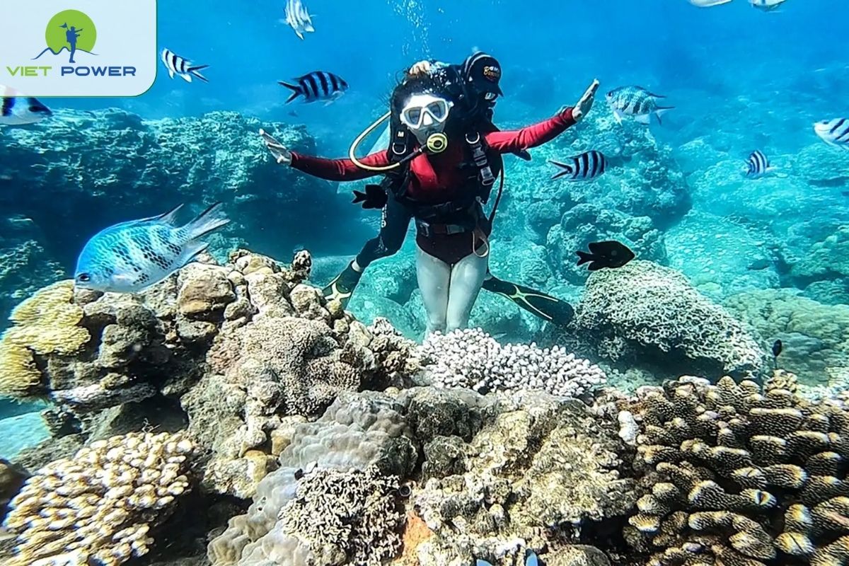 Snorkeling & Diving at Cham Islands (Cu Lao Cham)