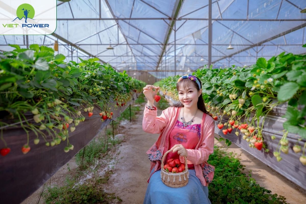 Strawberry Gardens