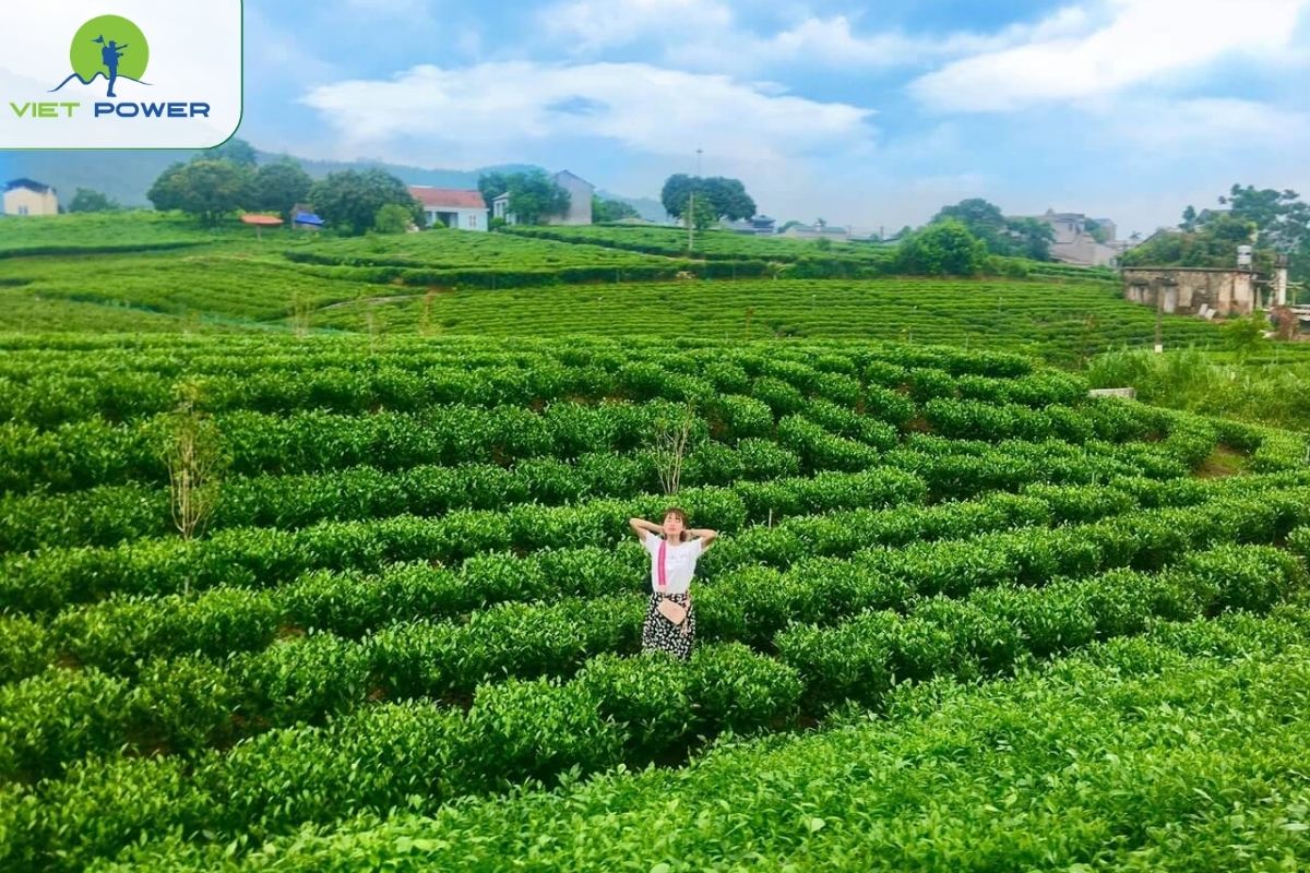 Gia Nghia Tea Hills