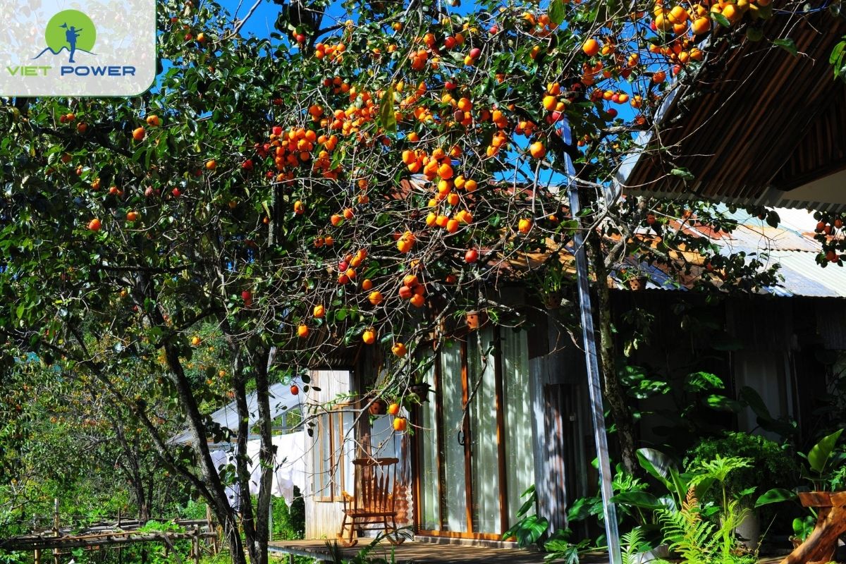 Visit Persimmon Gardens and Countryside Farms