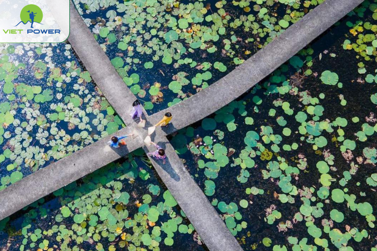 Lotus Areas, X-Shaped Bridge and Wetland Views