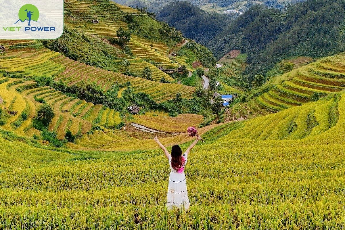 Golden terraced rice fields, clear views and photography landscapes