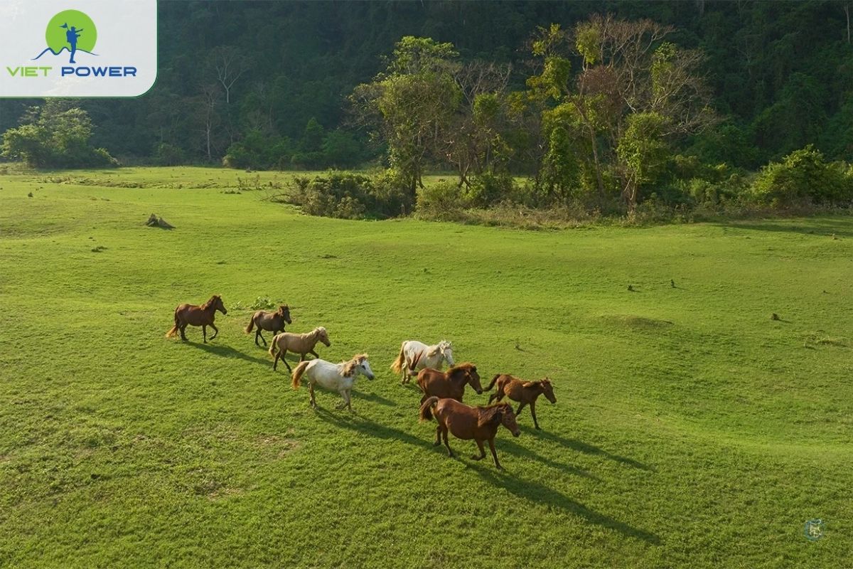 Dong Lam grassland